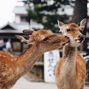 cute-animals-kissing-valentines-day-571__300.jpg