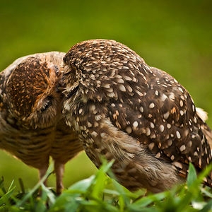 cute-animals-kissing-valentines-day-581__300.jpg