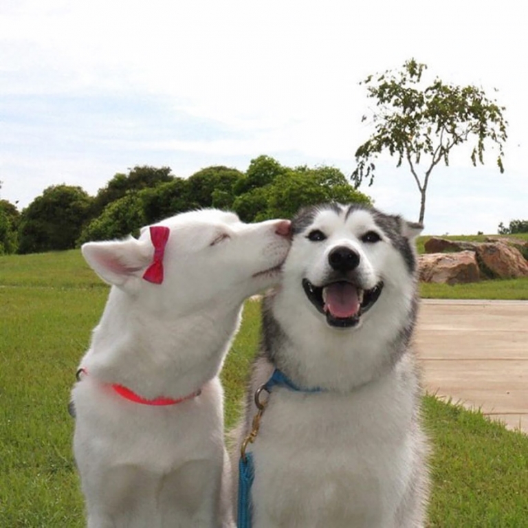 cute-animals-kissing-valentines-day-58__880.jpg