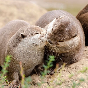 cute-animals-kissing-valentines-day-601__300.jpg