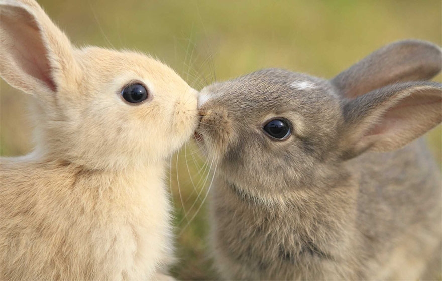 cute-animals-kissing-valentines-day-60__880.jpg