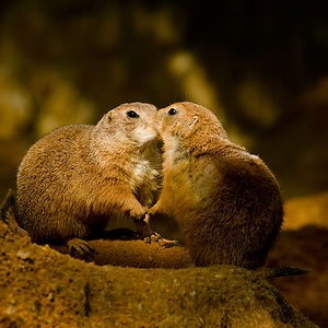 cute-animals-kissing-valentines-day-61__300.jpg