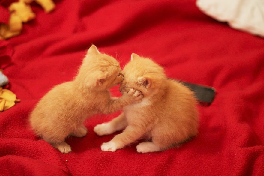 cute-animals-kissing-valentines-day-6__880.jpg