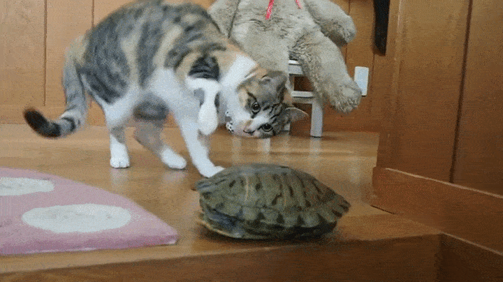 2016_02_27_16_23cs8_pikabu_ru_post_img_2016_02_23_6_1456221547147679732[1].gif