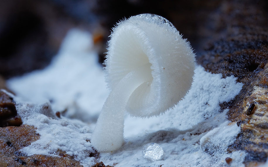 Rare-Mushrooms-Taken-By-Steve-Axford-11[1].jpg