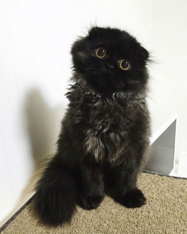 big-cute-eyes-cat-black-scottish-fold-gimo-1room1cat-201-640x800.jpg