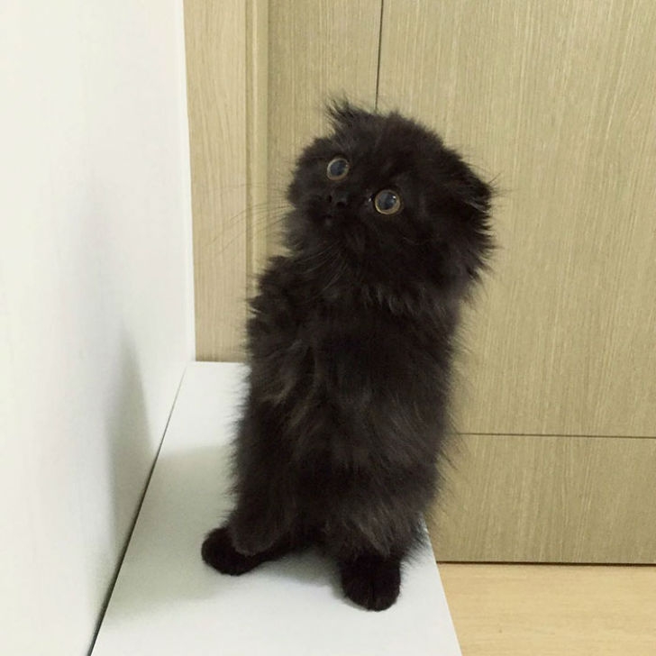 big-cute-eyes-cat-black-scottish-fold-gimo-1room1cat-211.jpg