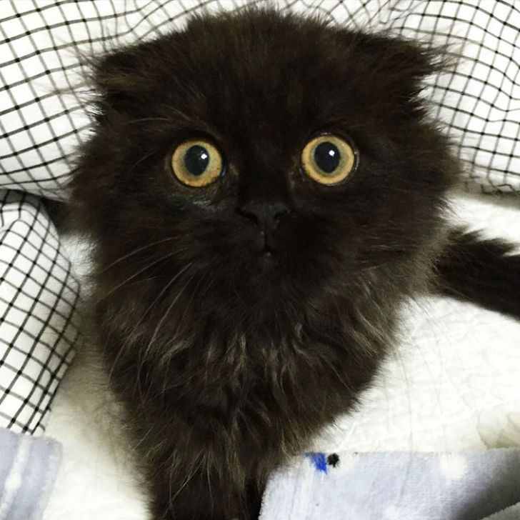 big-cute-eyes-cat-black-scottish-fold-gimo-1room1cat-251.jpg