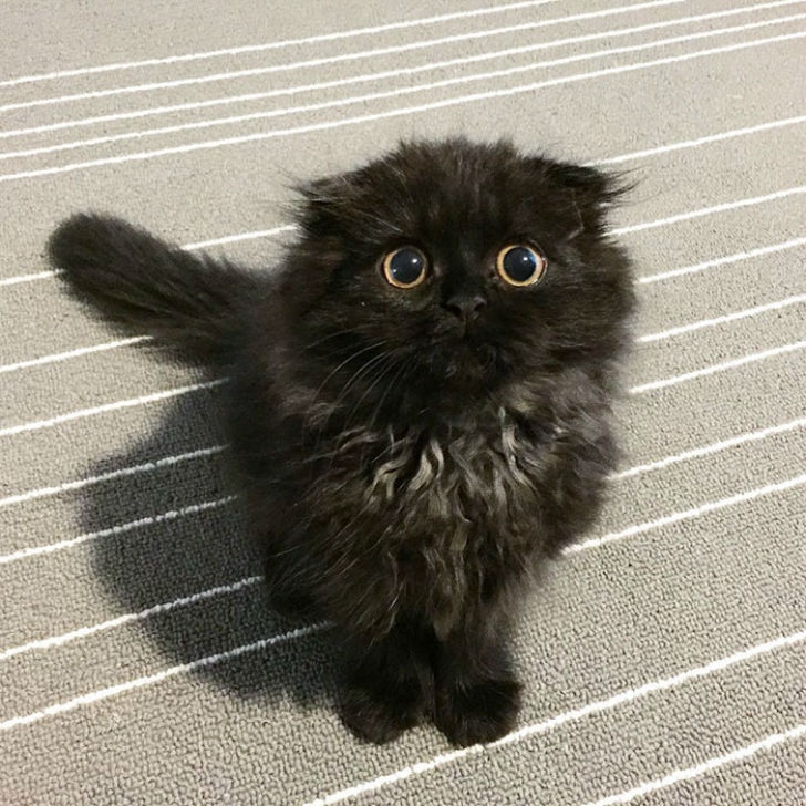 big-cute-eyes-cat-black-scottish-fold-gimo-1room1cat-271.jpg