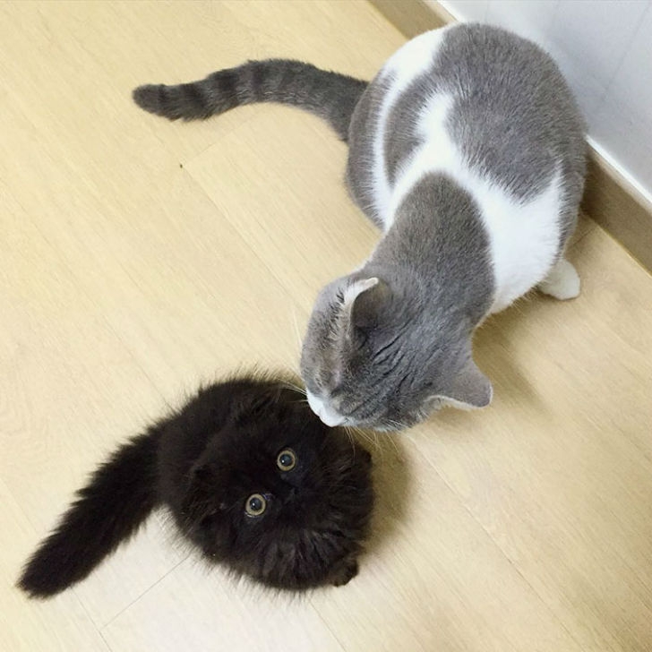 big-cute-eyes-cat-black-scottish-fold-gimo-1room1cat-331.jpg