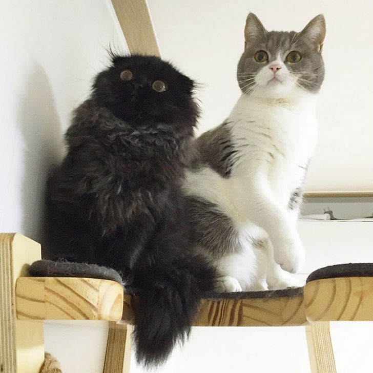 big-cute-eyes-cat-black-scottish-fold-gimo-1room1cat-40.jpg