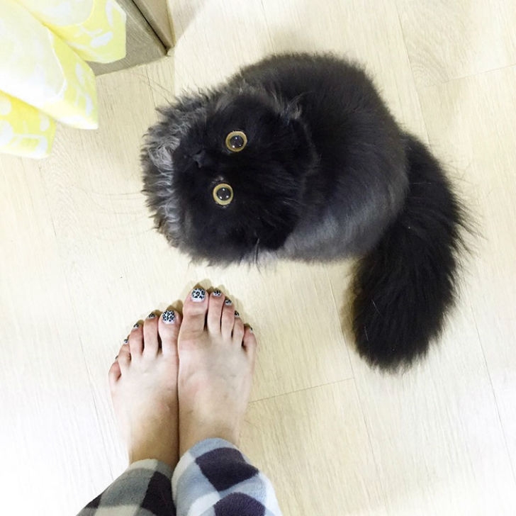 big-cute-eyes-cat-black-scottish-fold-gimo-1room1cat-421.jpg