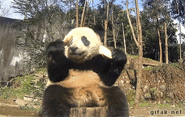pandas_are_the_cutest_goofs_of_the_animal_kingdom_01.gif