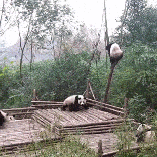 pandas_are_the_cutest_goofs_of_the_animal_kingdom_02.gif