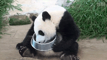 pandas_are_the_cutest_goofs_of_the_animal_kingdom_03.gif