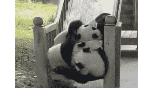 pandas_are_the_cutest_goofs_of_the_animal_kingdom_04.gif