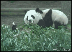 pandas_are_the_cutest_goofs_of_the_animal_kingdom_05.gif