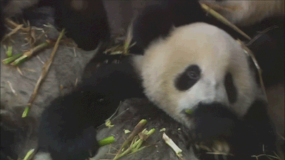 pandas_are_the_cutest_goofs_of_the_animal_kingdom_06.gif