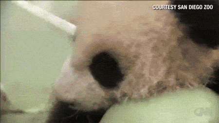 pandas_are_the_cutest_goofs_of_the_animal_kingdom_07.gif
