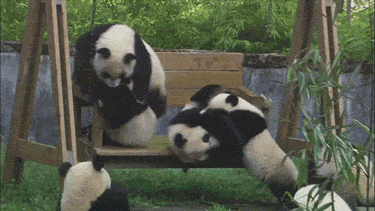 pandas_are_the_cutest_goofs_of_the_animal_kingdom_08.gif