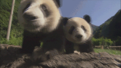 pandas_are_the_cutest_goofs_of_the_animal_kingdom_09.gif