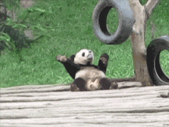 pandas_are_the_cutest_goofs_of_the_animal_kingdom_10.gif