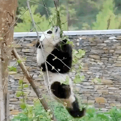 pandas_are_the_cutest_goofs_of_the_animal_kingdom_11.gif