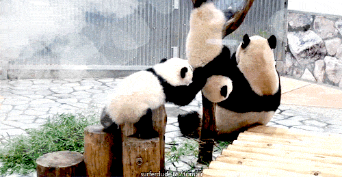 pandas_are_the_cutest_goofs_of_the_animal_kingdom_12.gif