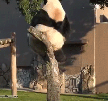 pandas_are_the_cutest_goofs_of_the_animal_kingdom_15.gif