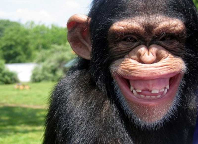 smiling+chimp[1].jpg