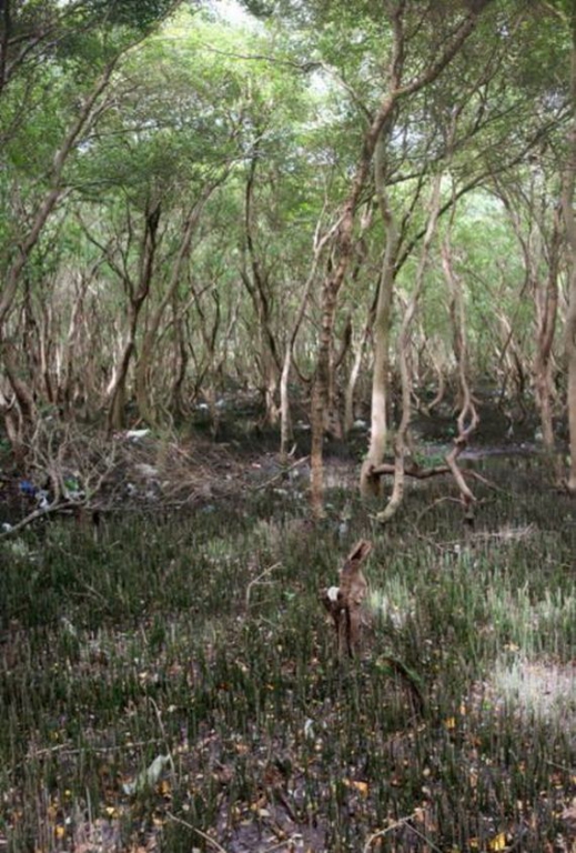 02-mangroves.jpg