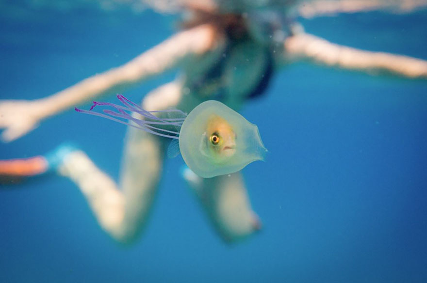 fish-trapped-inside-jellyfish-3.jpg