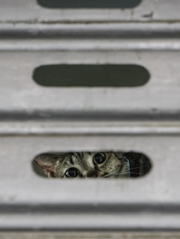 shop-cats-photography-marcel-heijnen-hong-kong-17-5809cd78e00fa__880.jpg