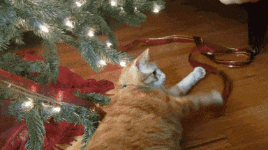 2016_12_29_11_20www_yapfiles_ru_files_1594131_Kot_slomalsya_nesite_novogo[1].gif