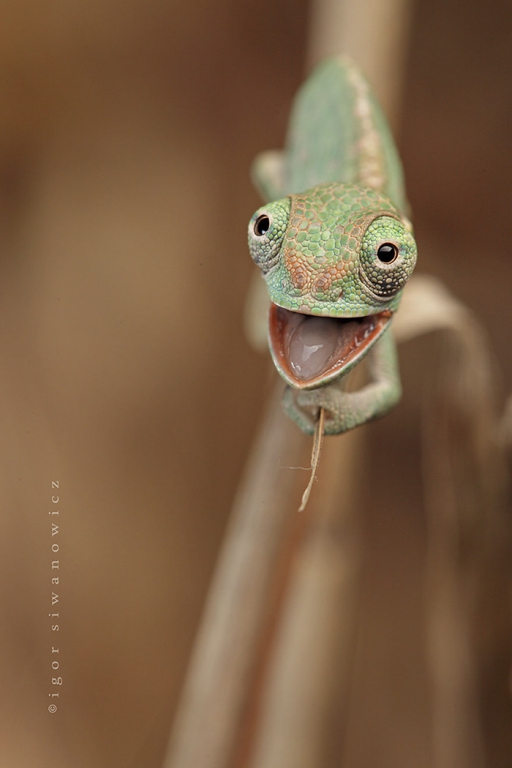 cute-baby-chameleons-5830b9556b208__700.jpg
