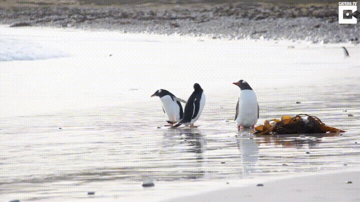 2017_03_30_09_55live4fun_ru_data_jokes_655946_58db84d934f94[1].gif