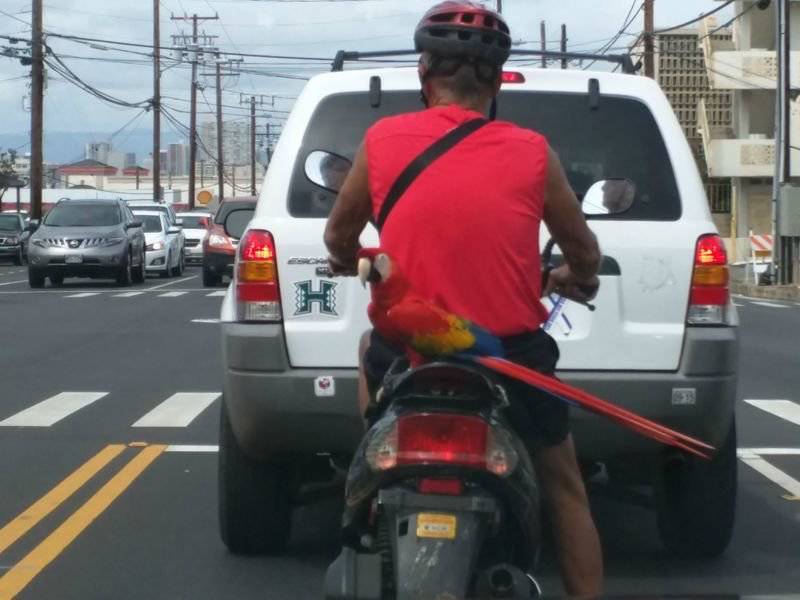 how_do_they_even_get_their_driving_licenses_03[1].jpg