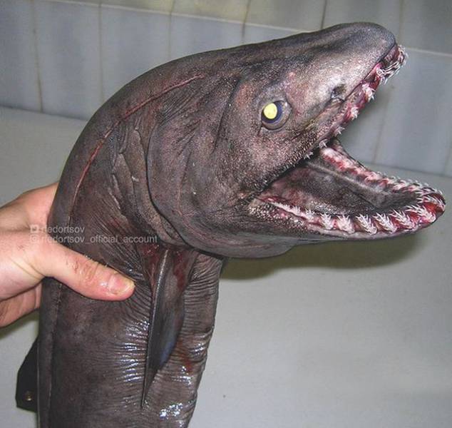 something_awful_lives_under_the_water_EPuS3_640_19.jpg