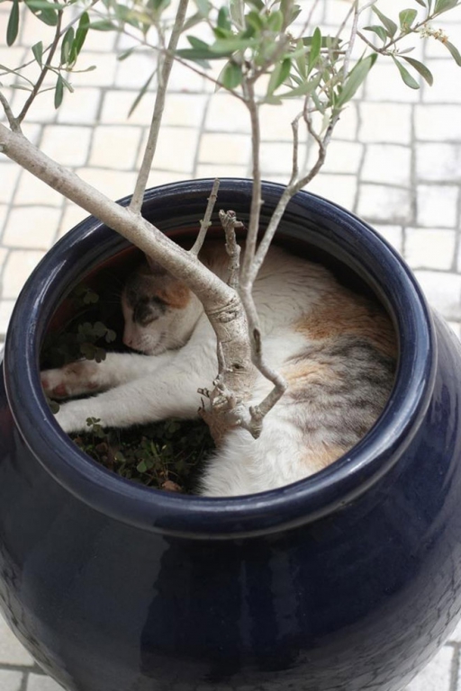 cat-plant15.jpg