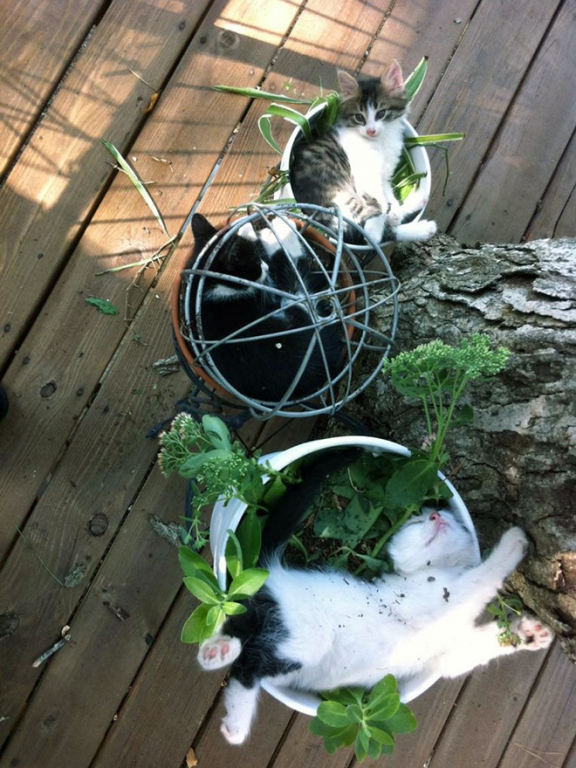cat-plant6.jpg