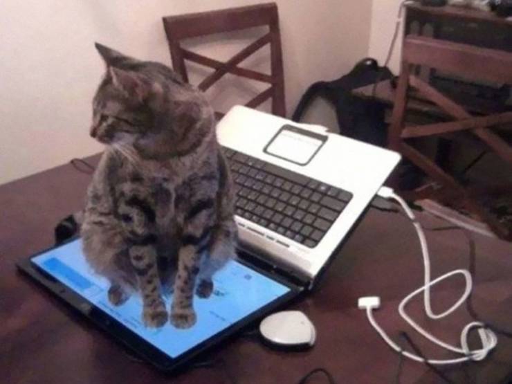 cats_are_loveand_a_lot_of_headache_640_02.jpg