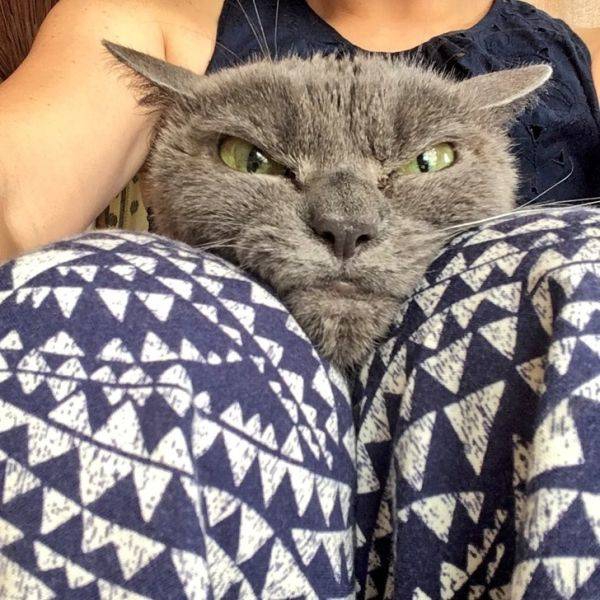 animals_just_cant_stop_being_funny_640_46[1].jpg