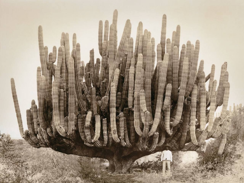cardon-cactus-1895[1].jpg