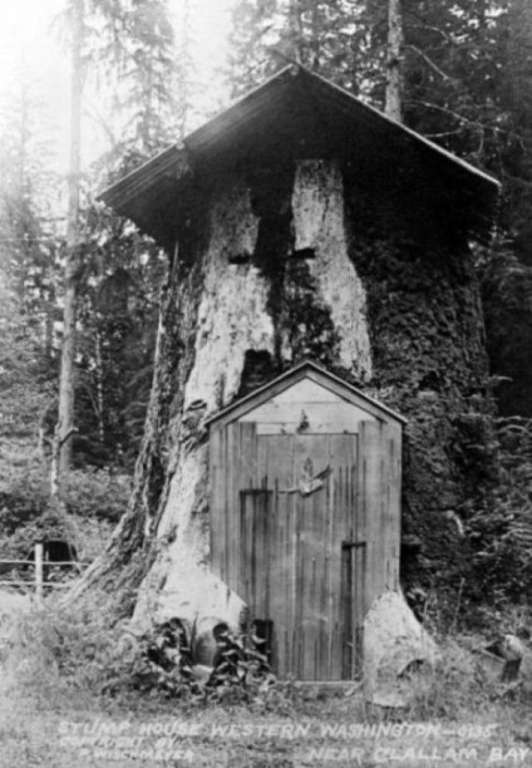 tree-stump-houses-12.jpg