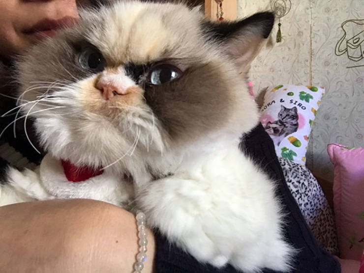 is_this_cat_even_grumpier_than_the_previous_one_640_02.jpg
