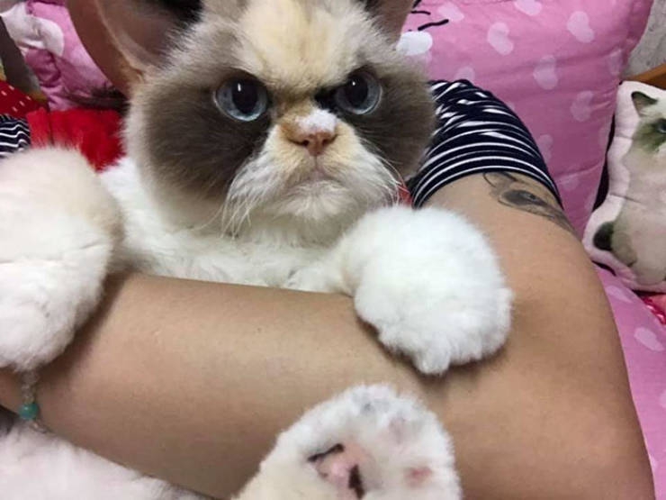 is_this_cat_even_grumpier_than_the_previous_one_640_08.jpg