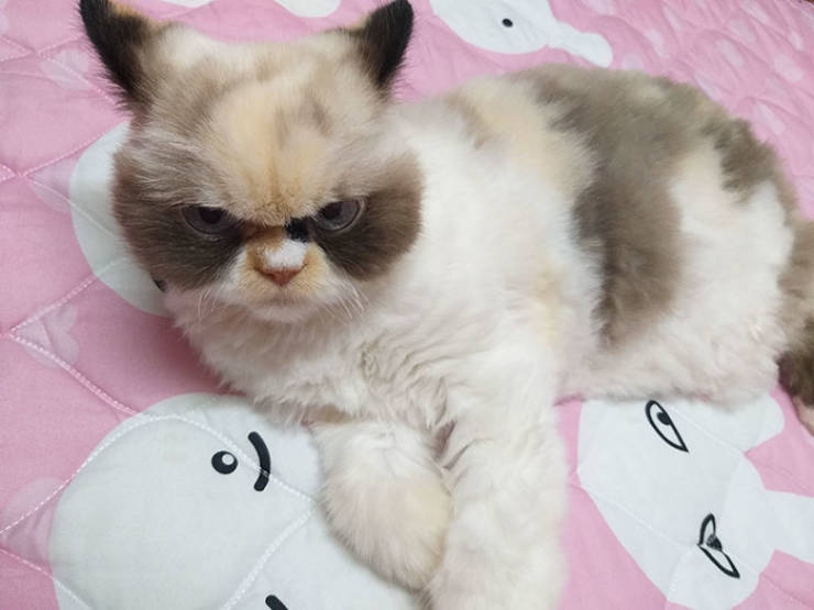 is_this_cat_even_grumpier_than_the_previous_one_640_09.jpg