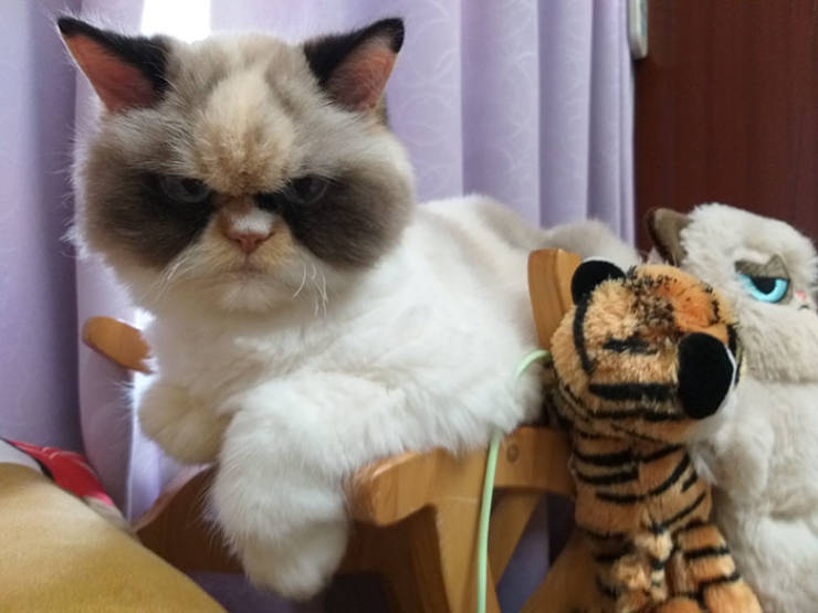 is_this_cat_even_grumpier_than_the_previous_one_640_14.jpg