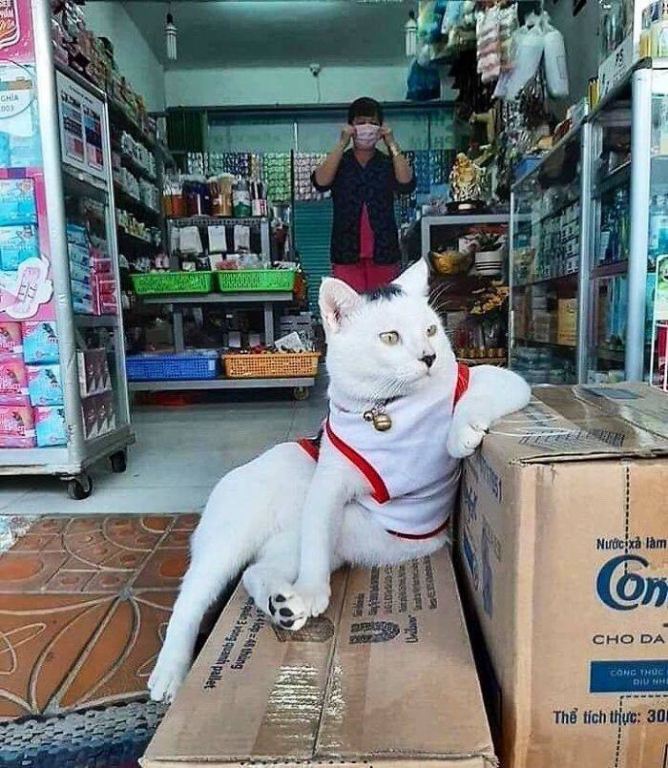 cats_definitely_own_these_shops_640_high_01.jpg