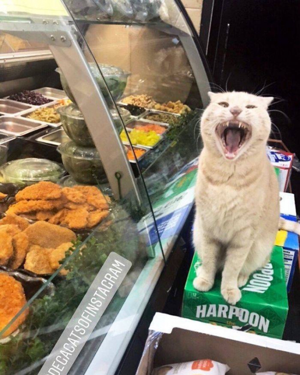 cats_definitely_own_these_shops_640_high_02.jpg